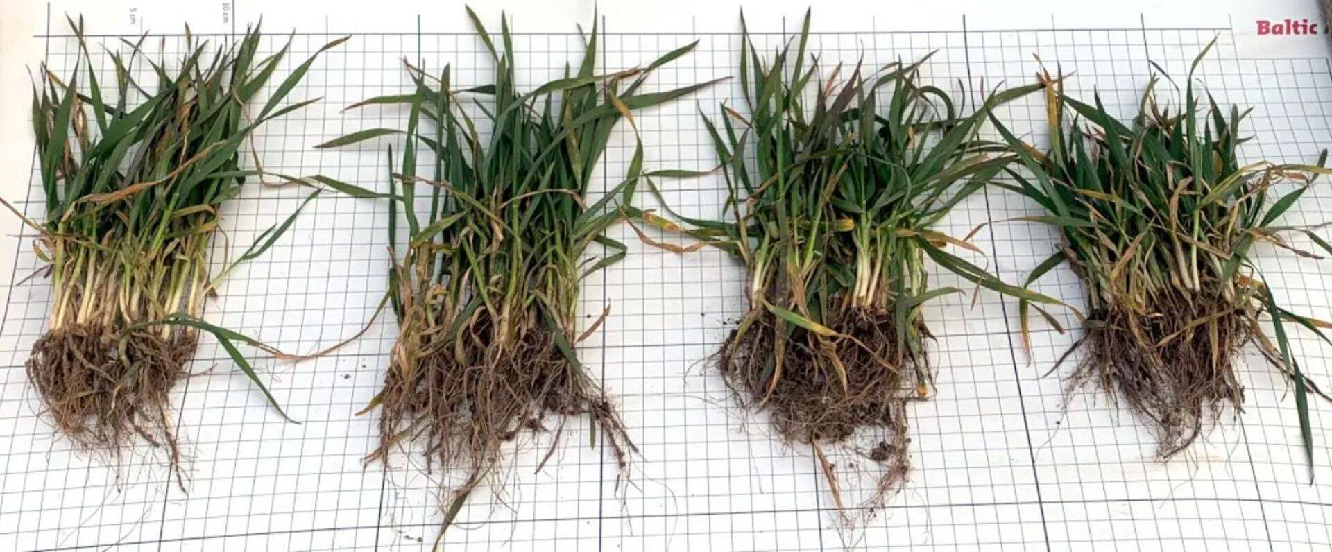 Vasakult: Julius, Informer, Skagen, Malunas. Igast sordist on fotol 10 taime. 07.07.2020