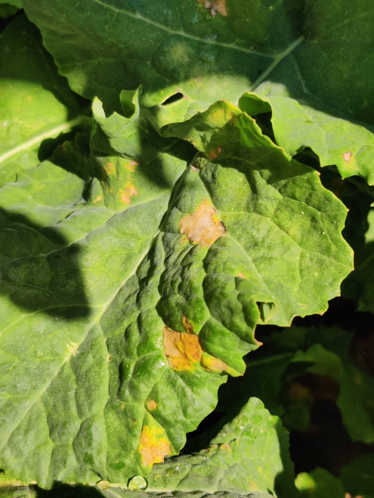 Ristõieliste ebajahukaste.