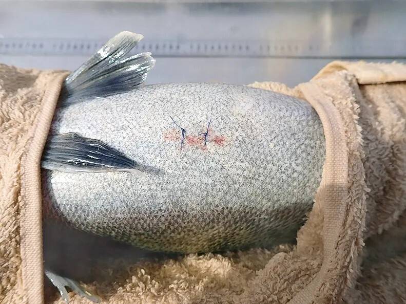 Akustilise märgise kehaõõnde sisestamiseks tehti koha kõhunahka läbistav mõne cm pikkune sisselõige, mis hiljem kirurgiliste õmblustega suleti.