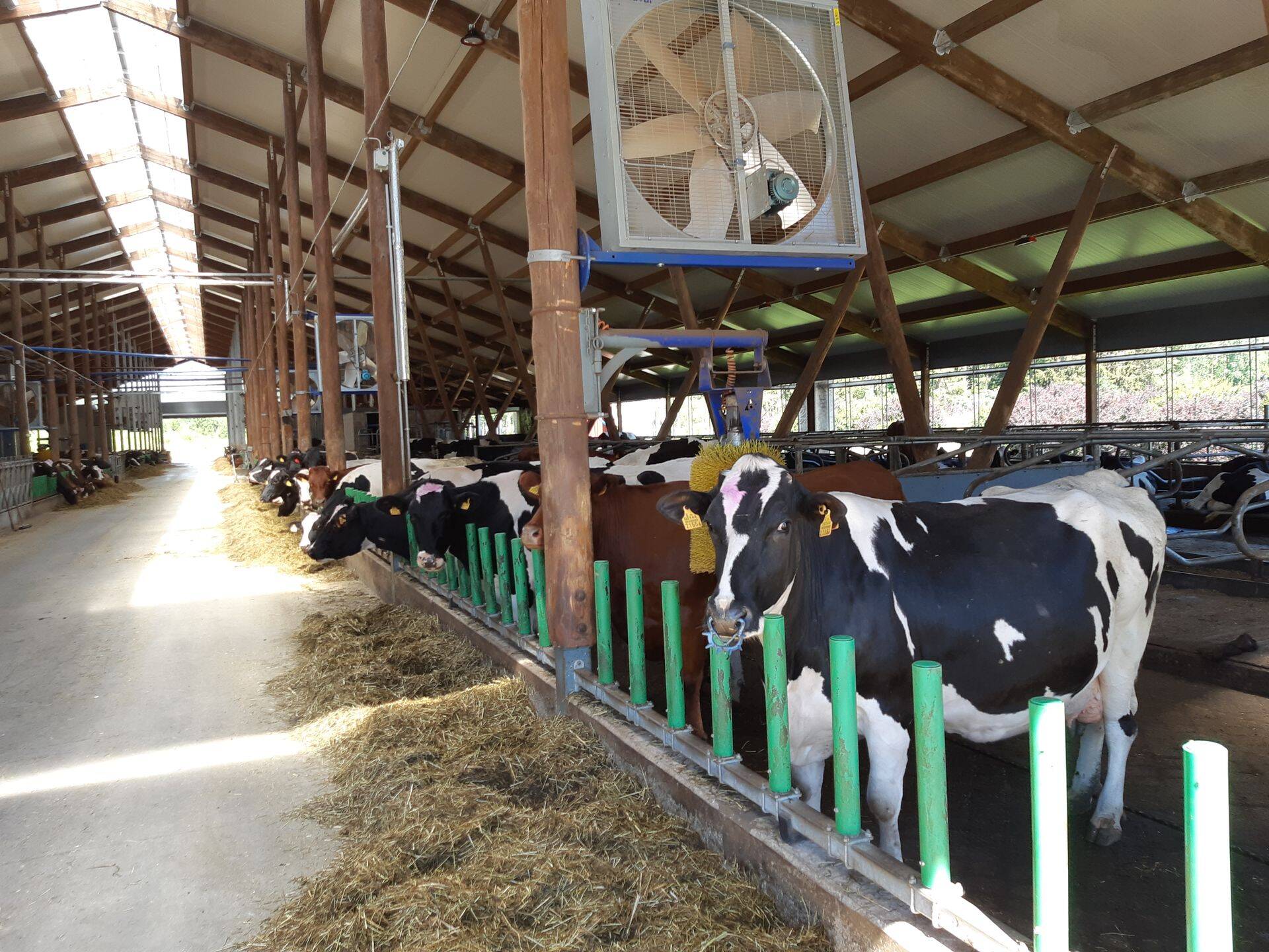 Just piimanduses on tööl palju välistööjõudu.