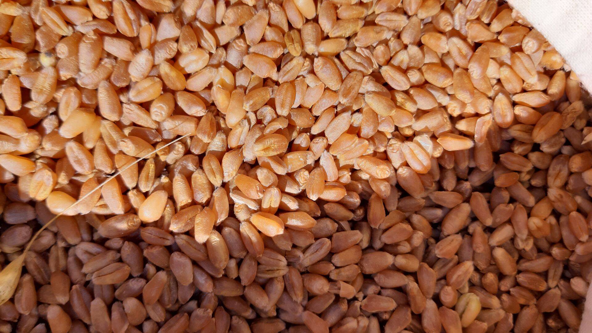 Saagikoristus ETKIs.