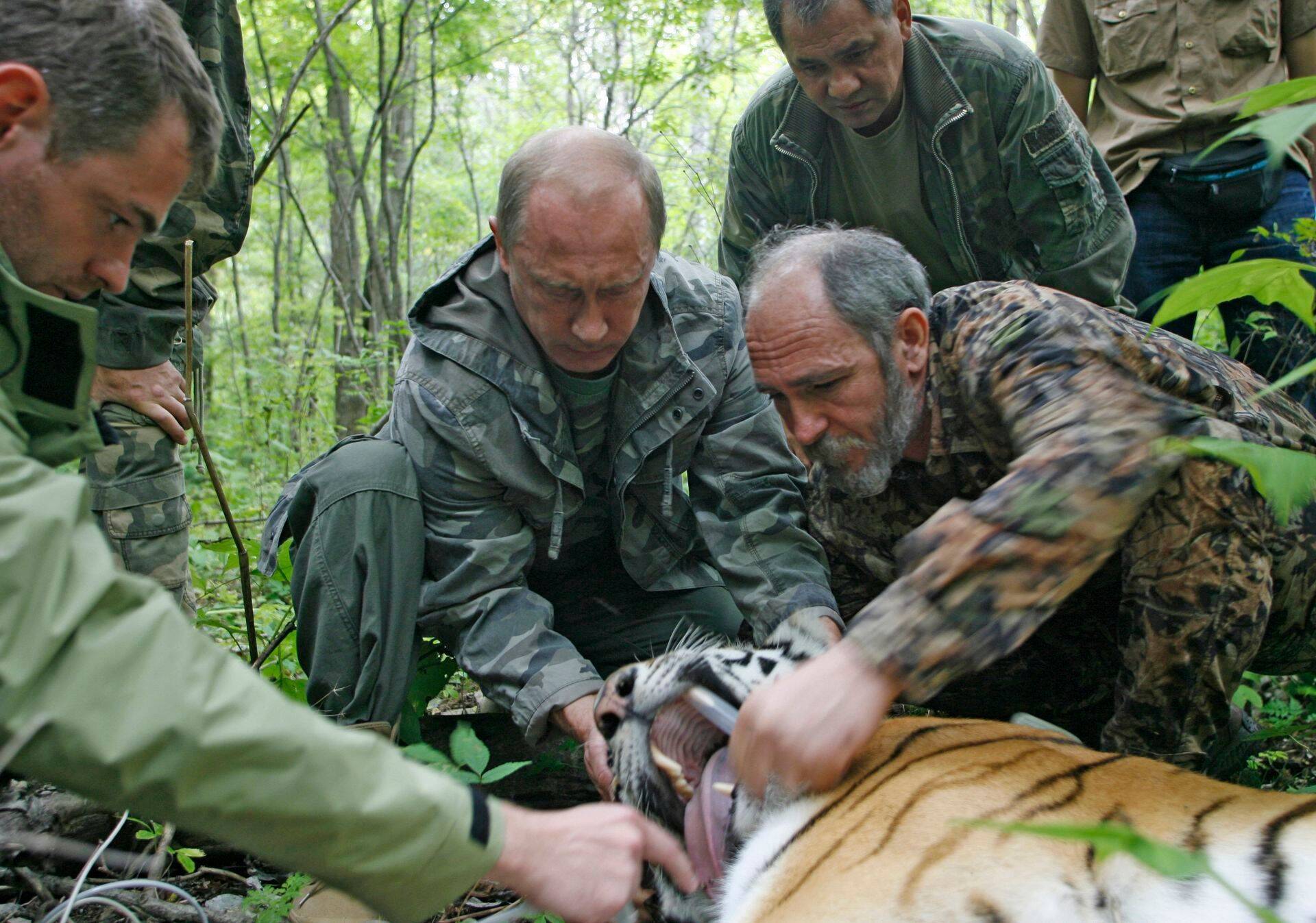 Putin aastal 2008 koos tiigrikaitse projekti liikmetega Kaug-Idas tiigrile GPS-seadet paigaldamas.