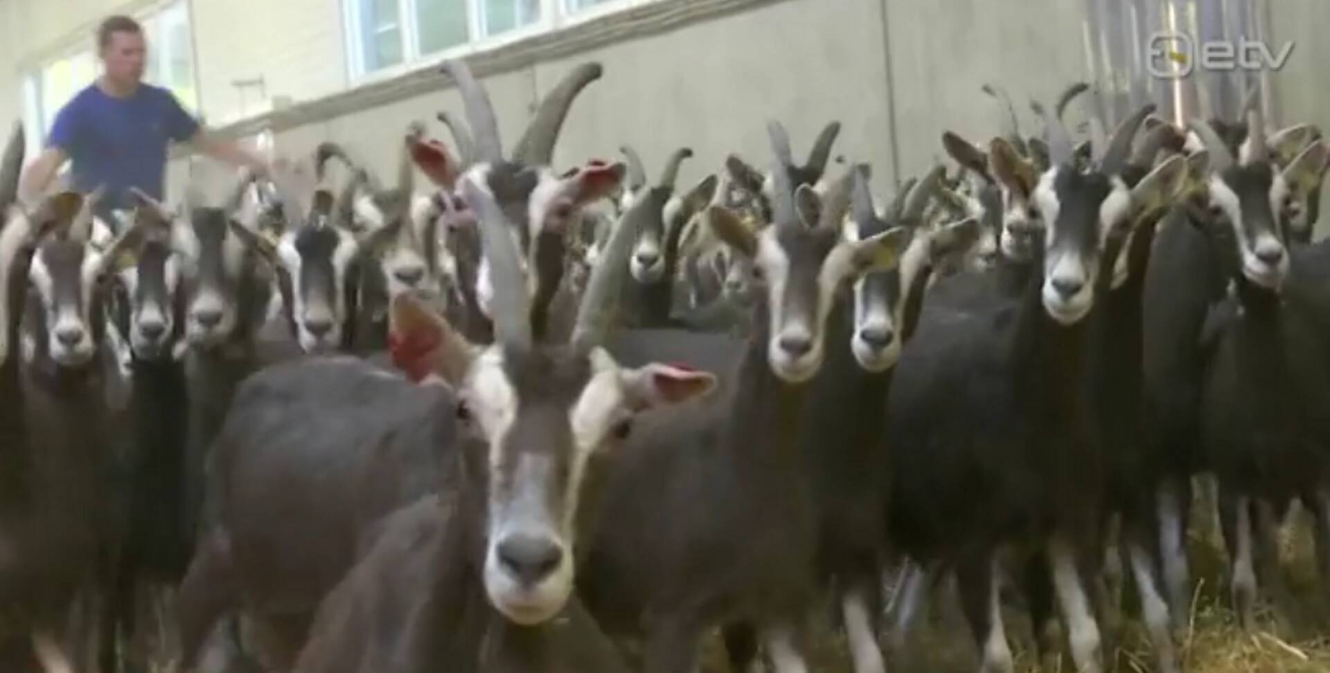 Misso kitsefarm on Eesti moodsam