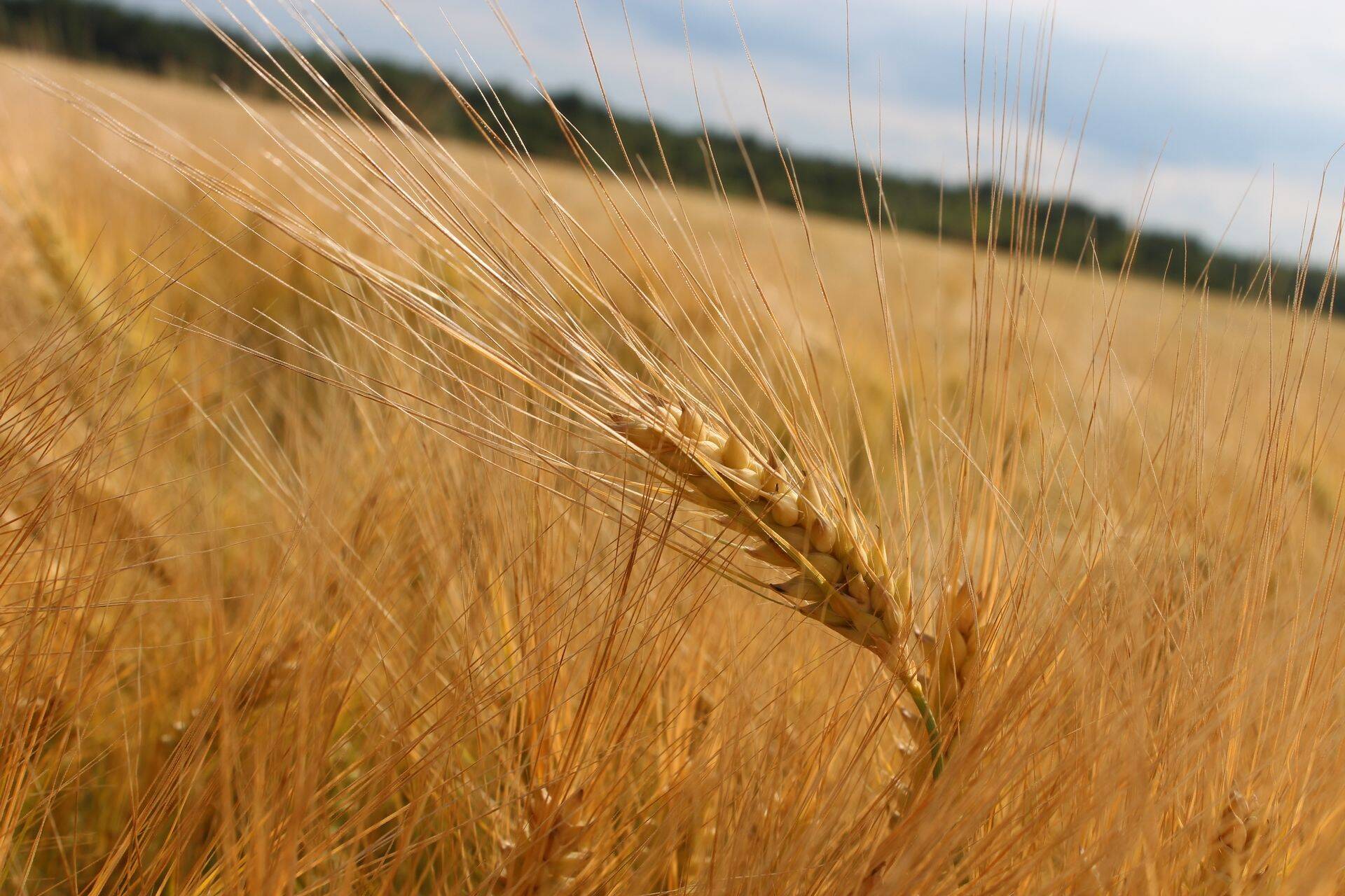 Viljakad põllumajandusmaad lähevad hinda