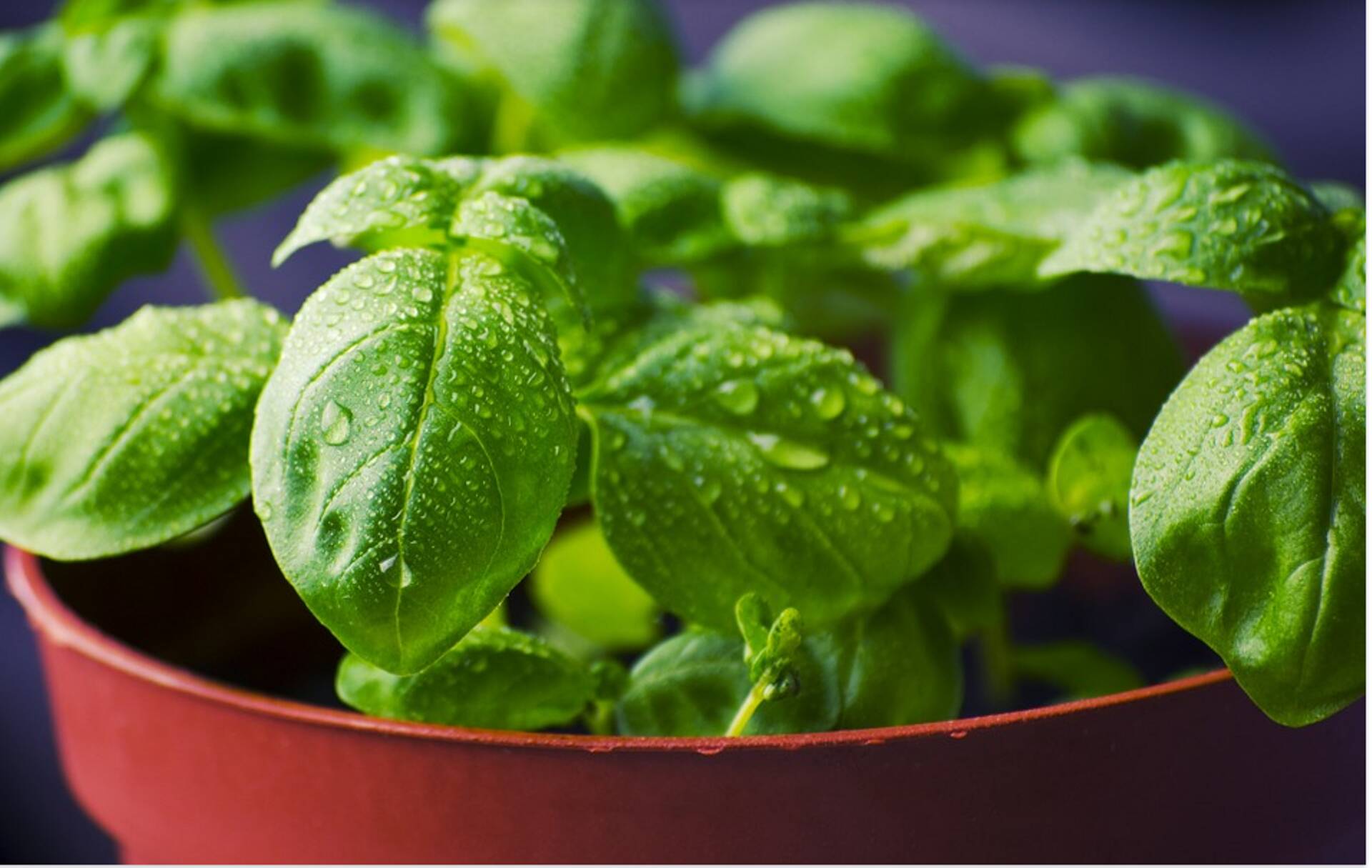 Valitsus toetab mahemajanduse programmi käivitamist