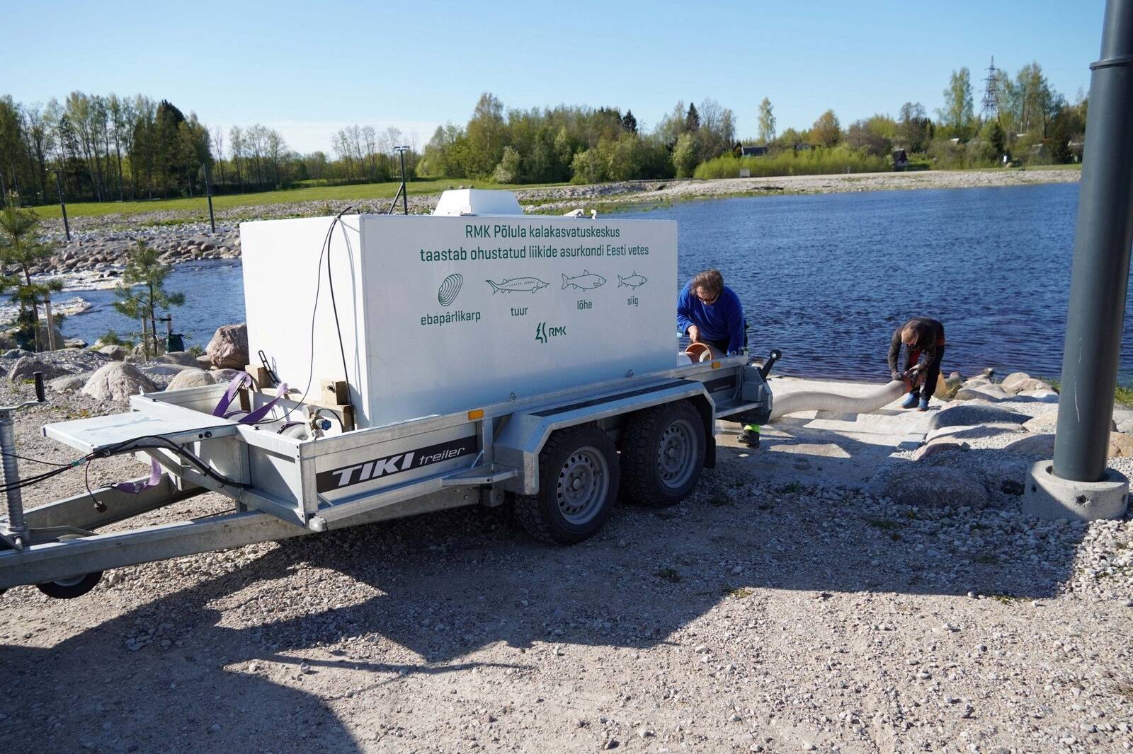 Lõhede asustamine Pärnu jõkke.
