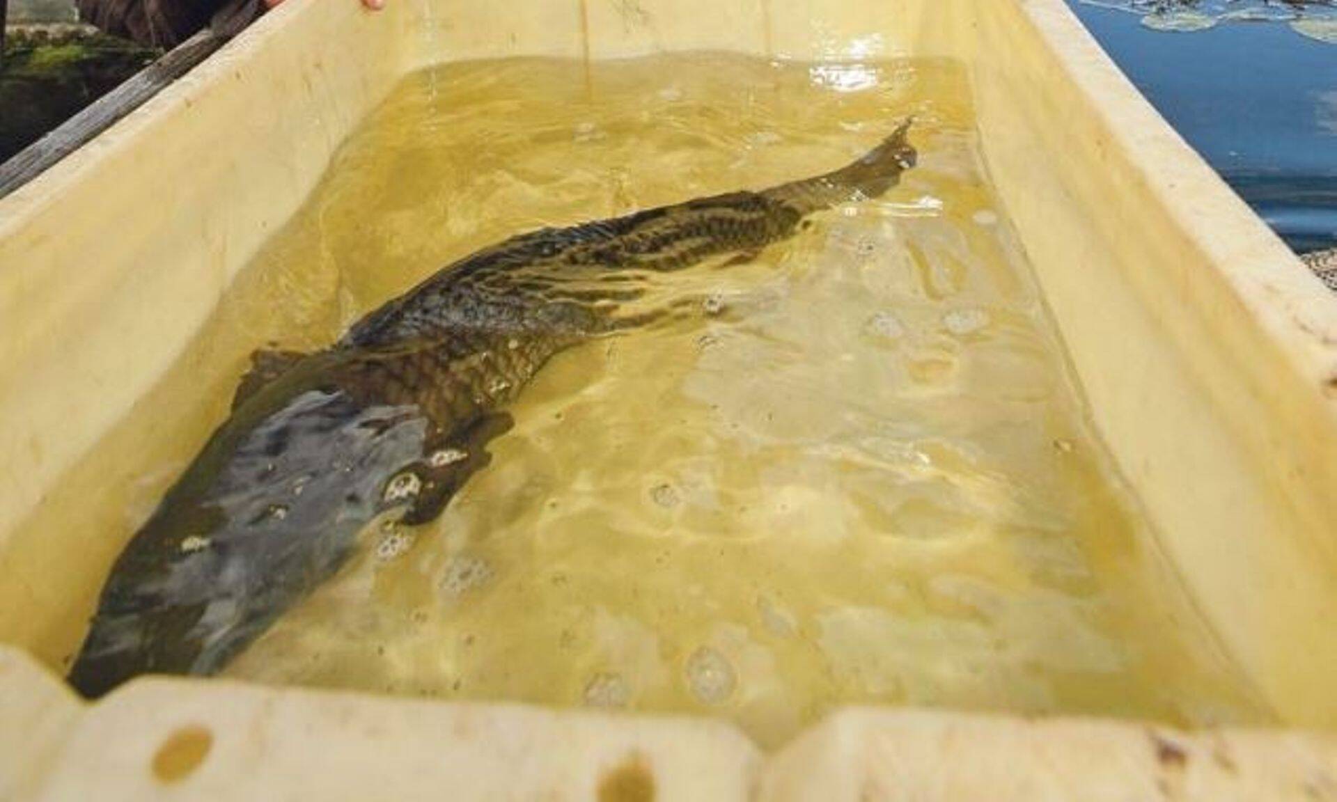 Riik võib toetada Auvere kalakasvatust