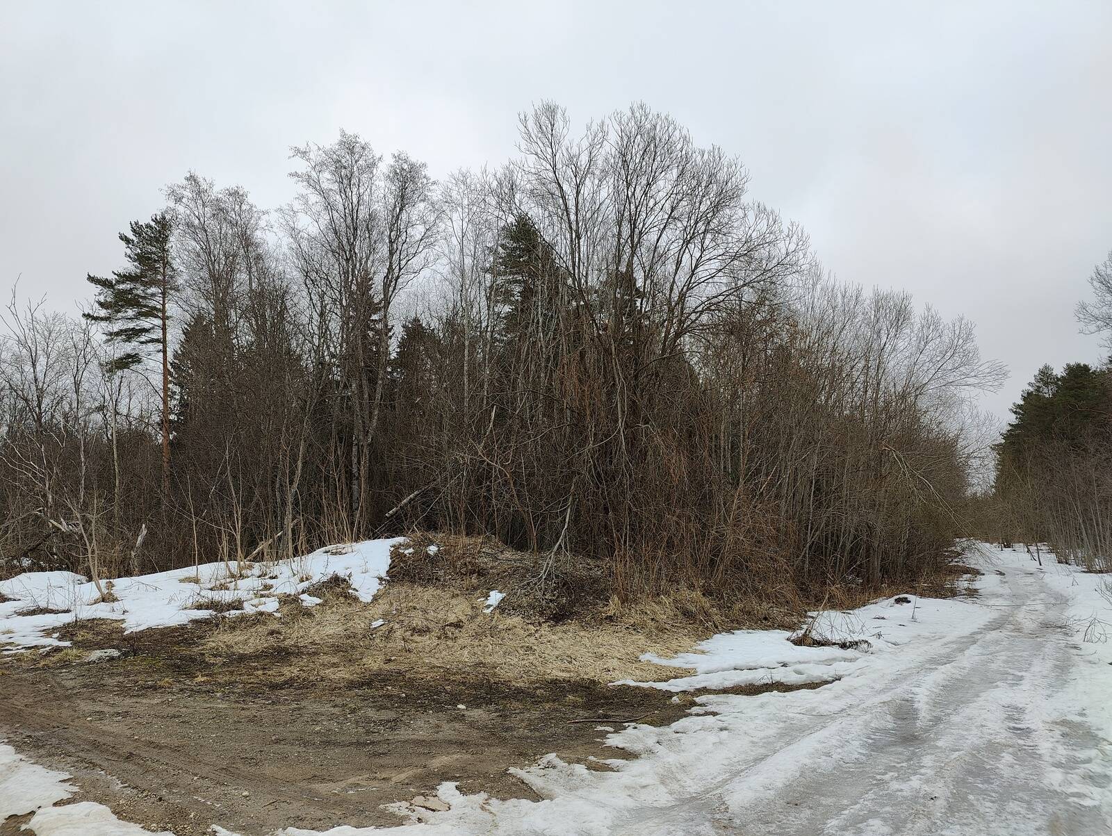 Комплекс для кинопроизводства IVIA планирует построить в своем бизнес-парке под Йыхви, в лесу рядом с шоссе Таллинн-Нарва.