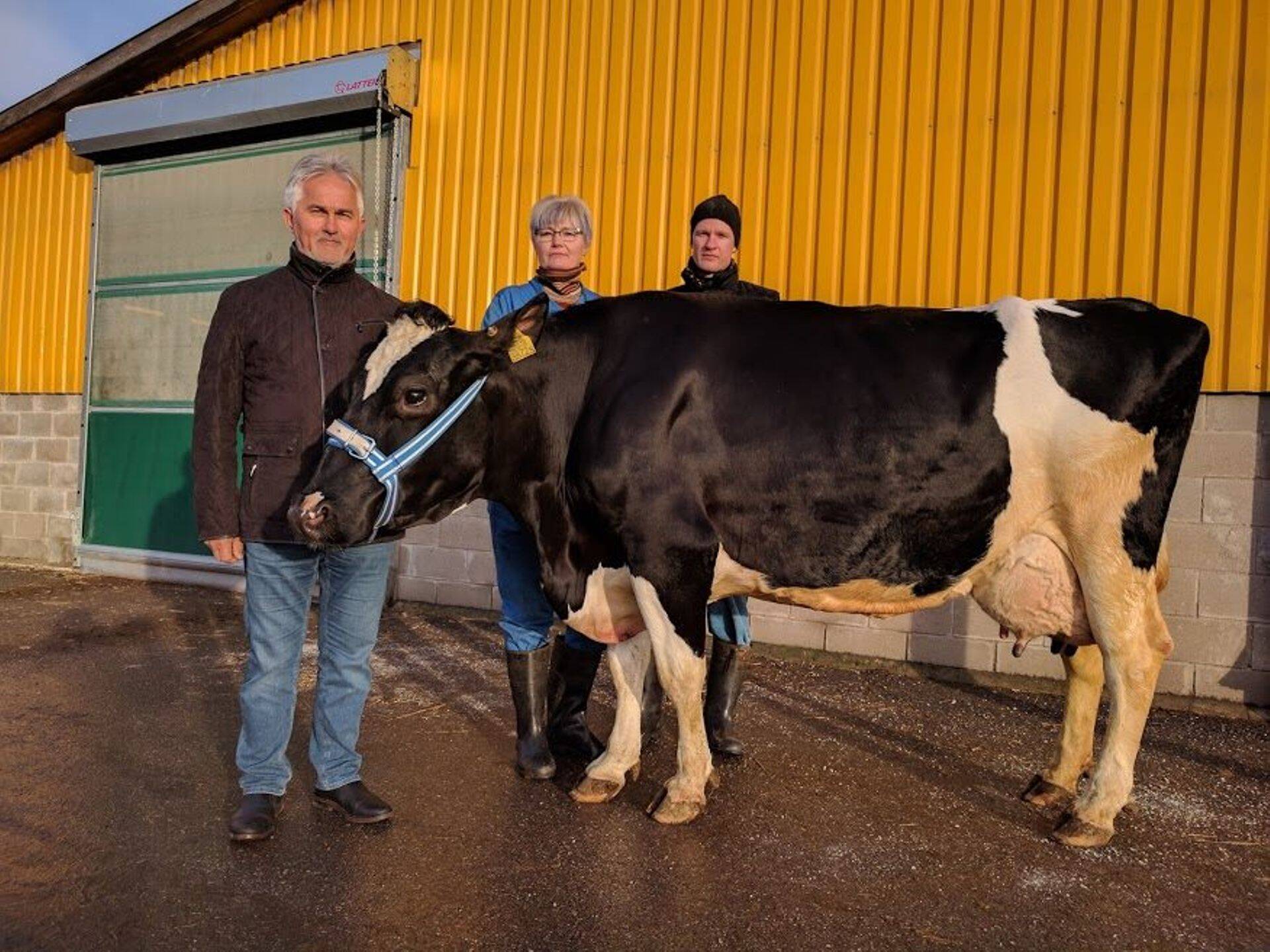 Rekordlehm Mille on Eestis teine lehm, kelle laktatsiooni piimatoodang on ületanud 20 tonni. Üle 18 tonni on tootnud 51 lehma, neist neli on kuulunud Kõljala POÜ-le.