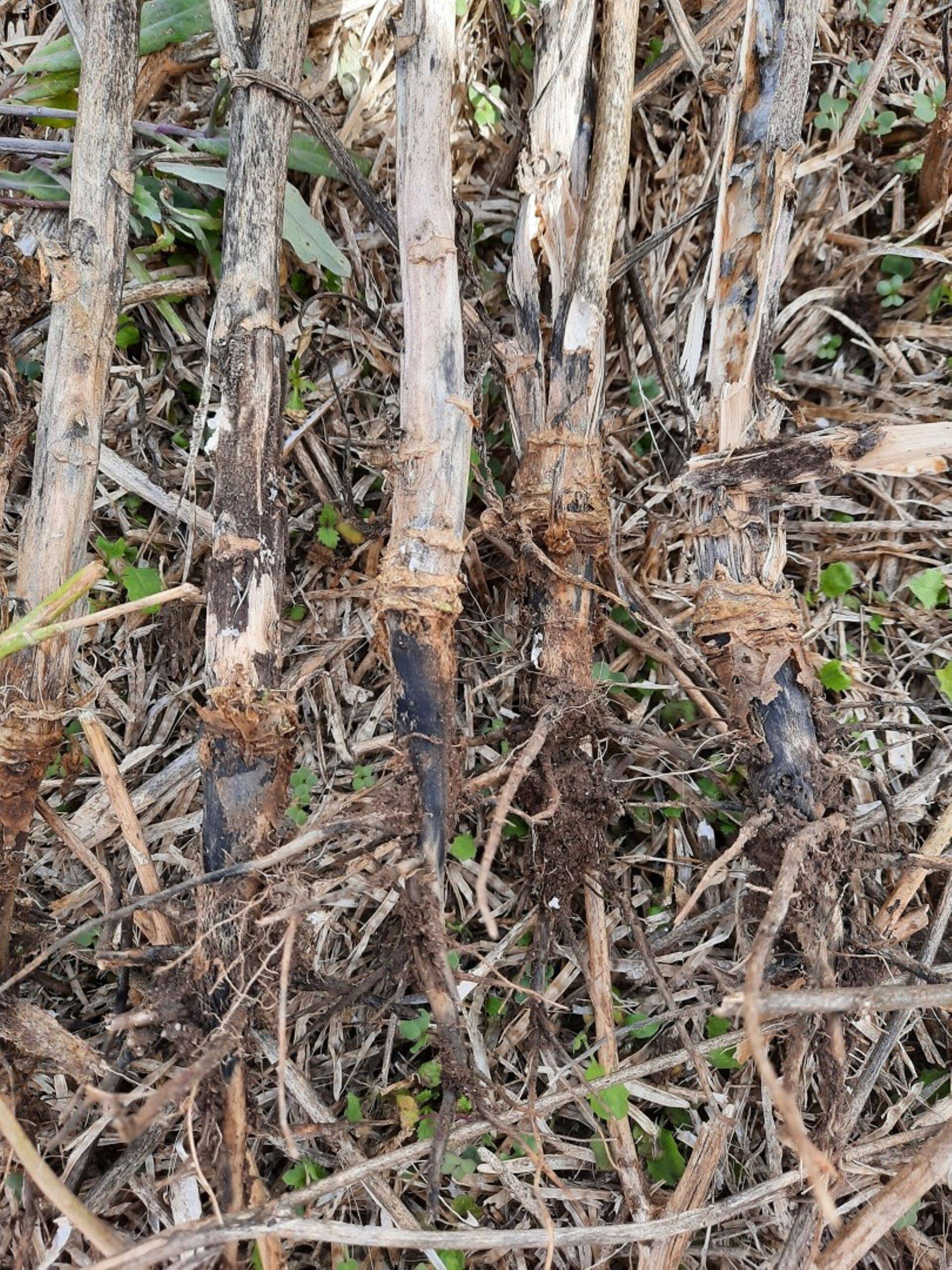 Mustmädanikku ehk fomoosi nakatunud rapsi varred, 2020.a.