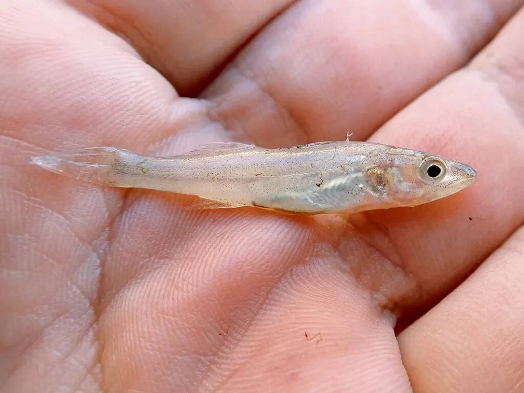 Maimutraaliga tabatud samasuvine koha noorjärk. Fotod: Roland Svirgsden