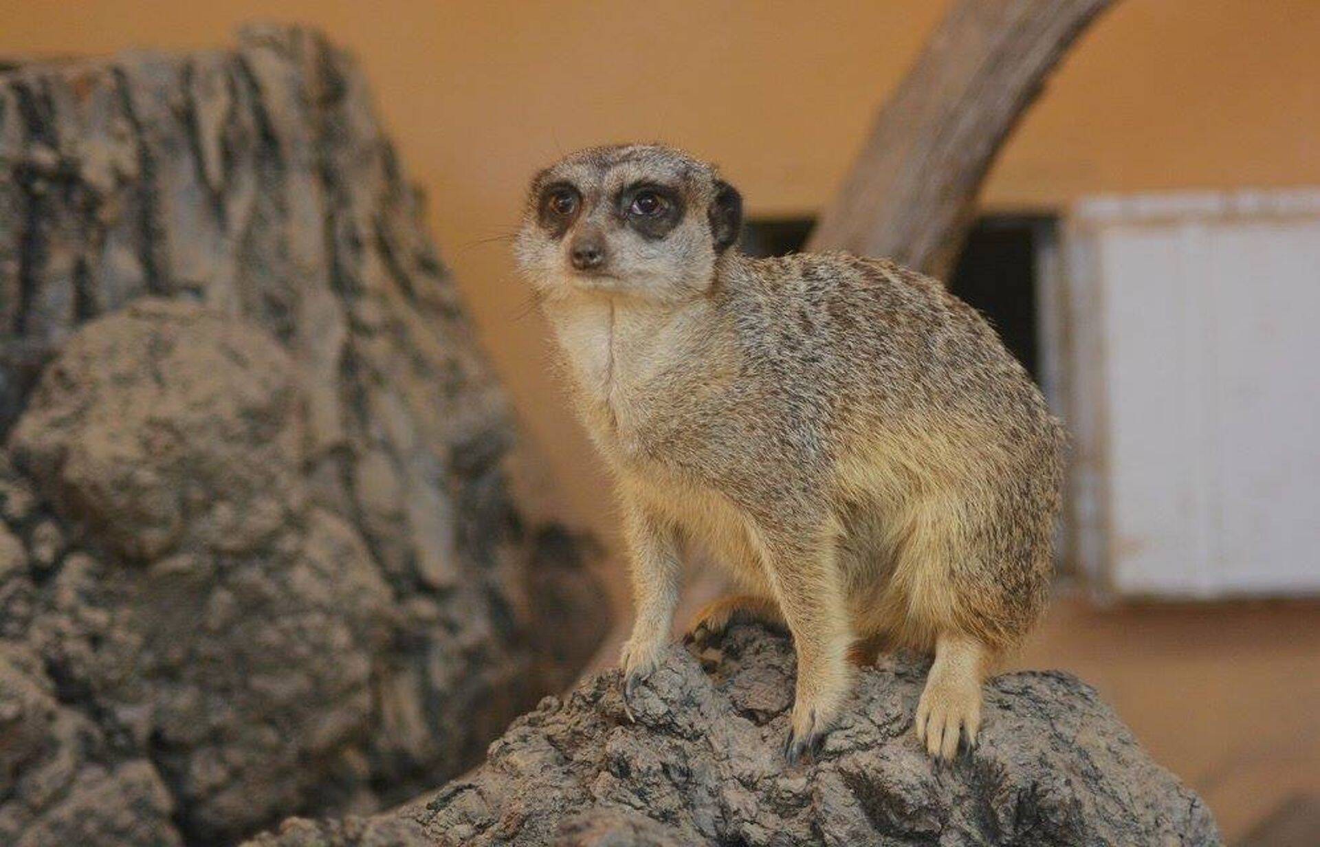 Surikaadid on uudishimulikud ja kiired õppijad, kelle aastase toidulaua hind on 80 eurot.