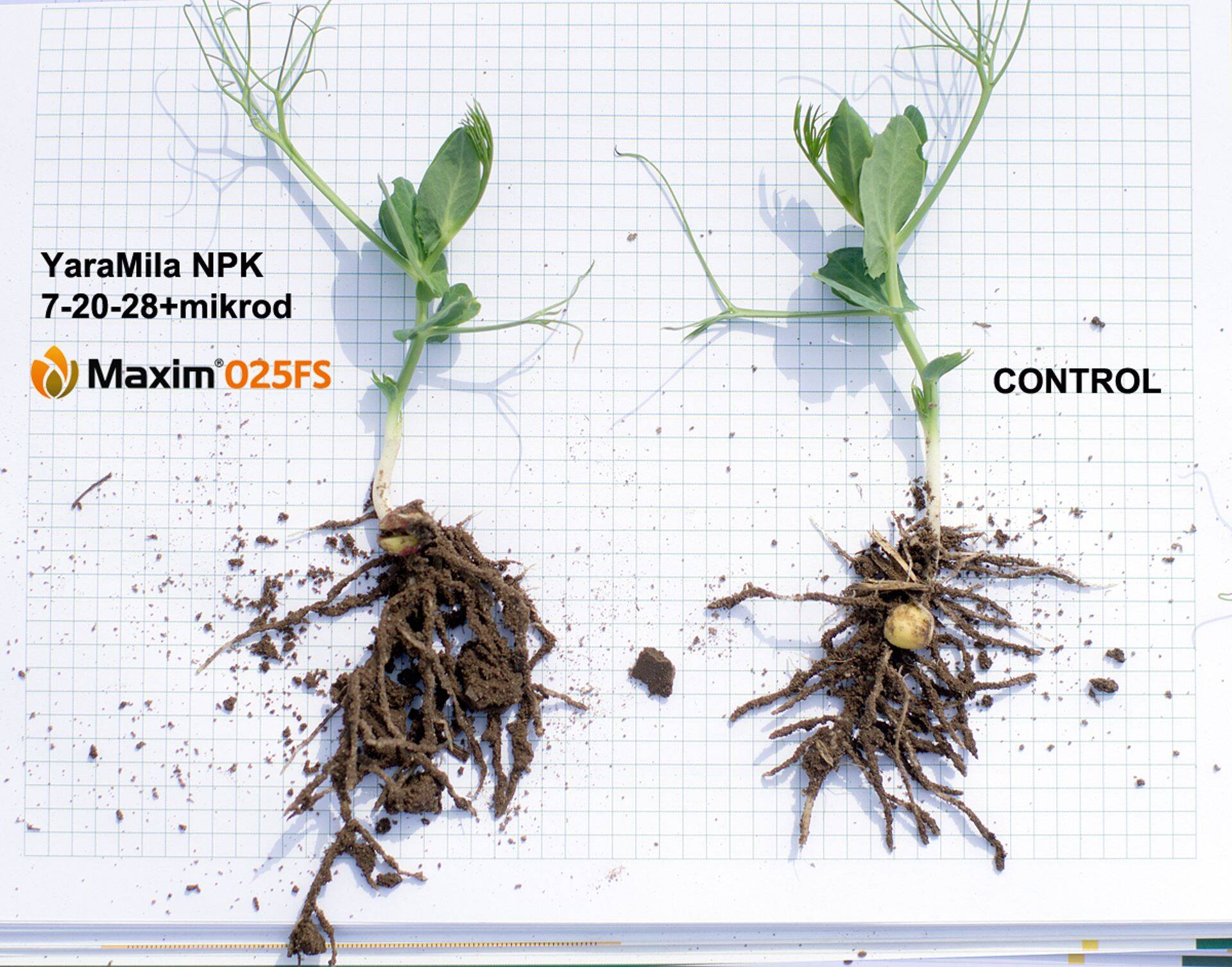 maxim vs yara vs puhtimata