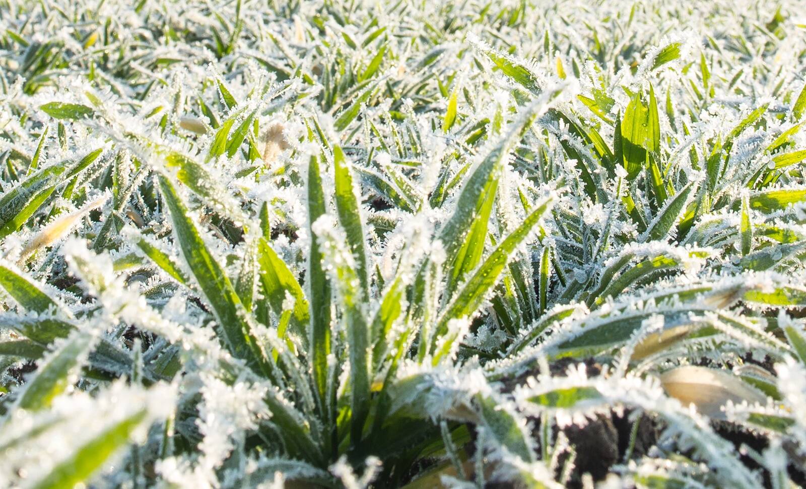 Nii Vixeran kui Megafol parandavad taliviljade talvitumist