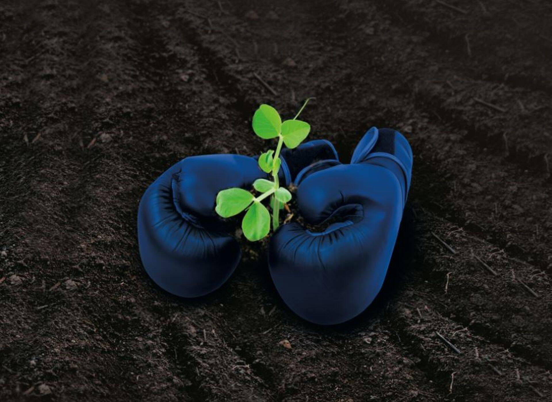 Kaunviljade kaitsmine umbrohtude eest on kevadel üks pakilisemaid ülesandeid.