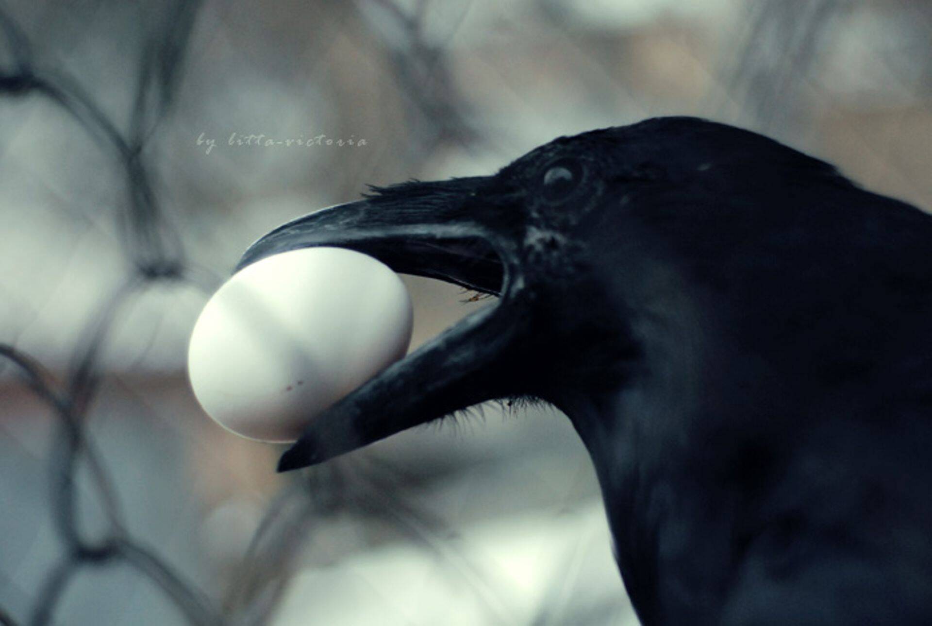 Bauschmidt pole õnnetusekuulutaja