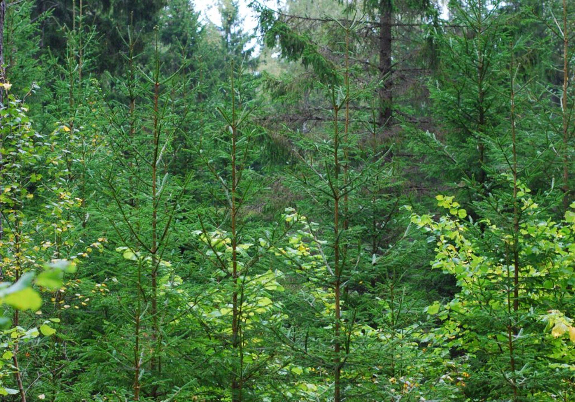 Erametsaliidu volinikud kinnitavad valmisolekut uutmoodi keskkonnahoiuks