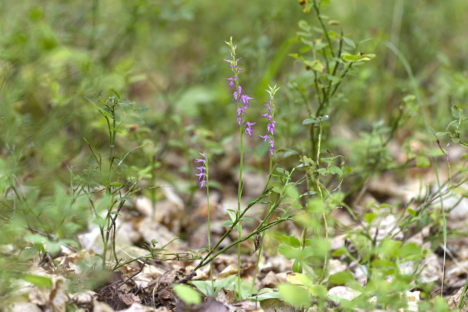 2024. aastal Lõuna-Eestist leitud uus orhideeliik sale tanukeel (Hemipilia cucullata)