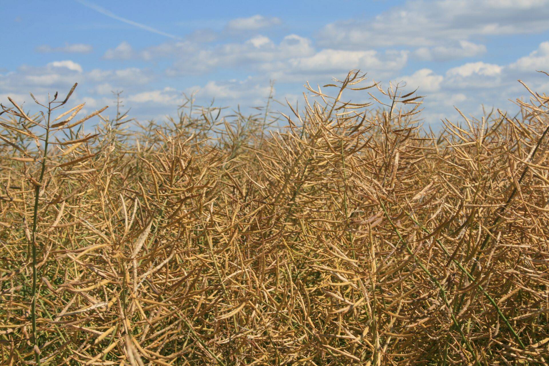 Pigistame väetistest viimase välja