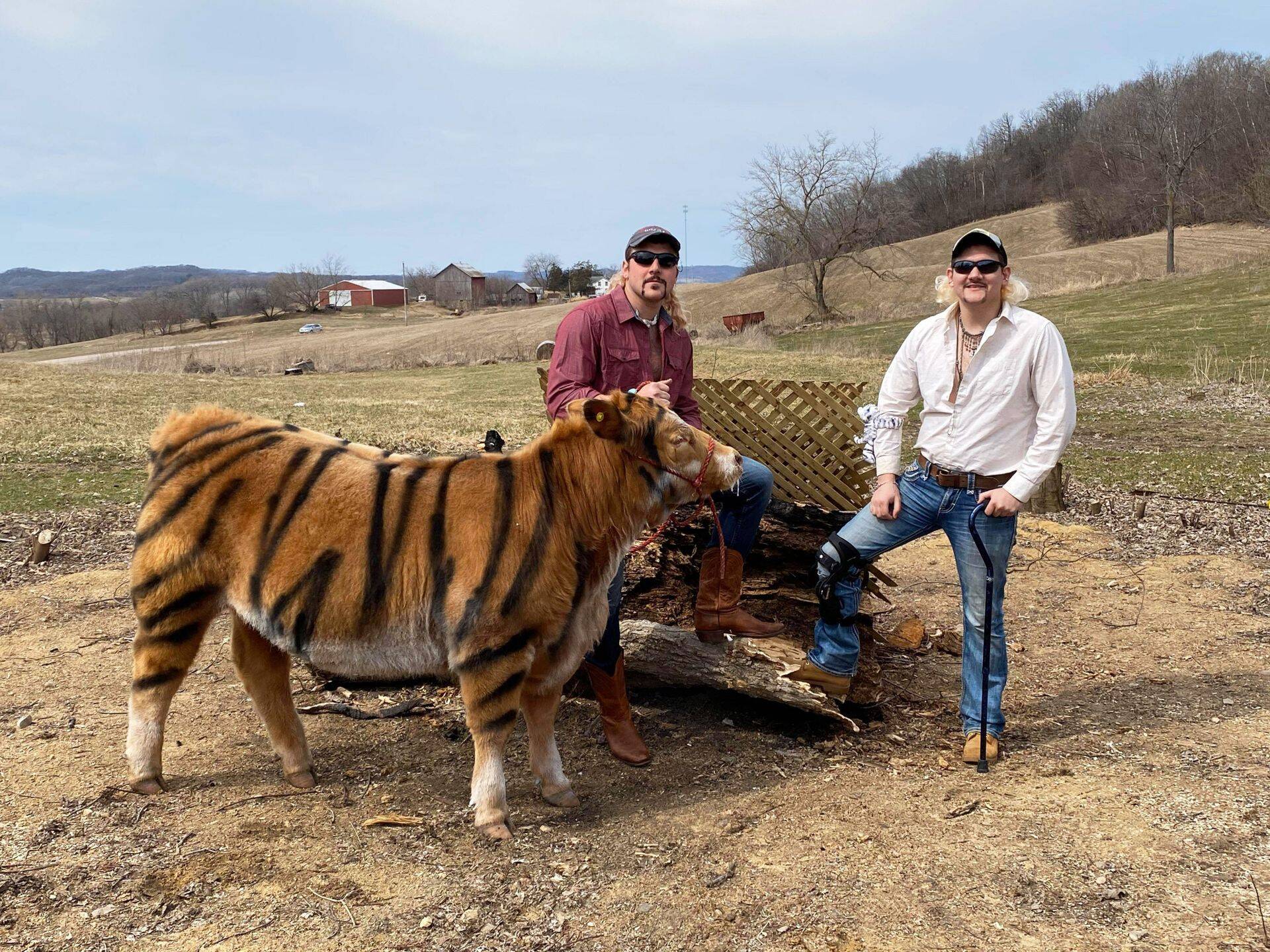 Netflixi menusarja "Tiger King" fännid värvisid sarja mõjul oma lehma triibuliseks.