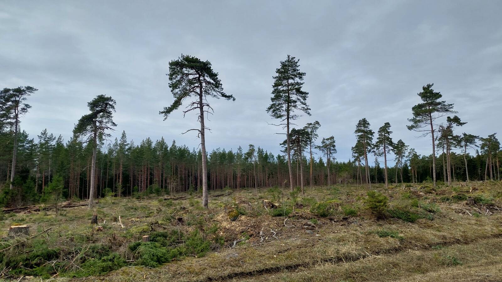 Eesti metsade tagavara on stabiilne.