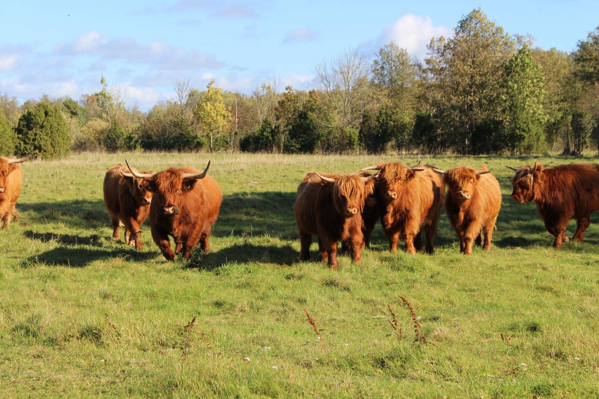 Börs: Veiselihaturul ülepakkumine
