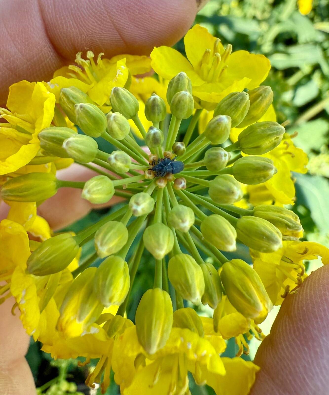 Varre-peitkärsakas.