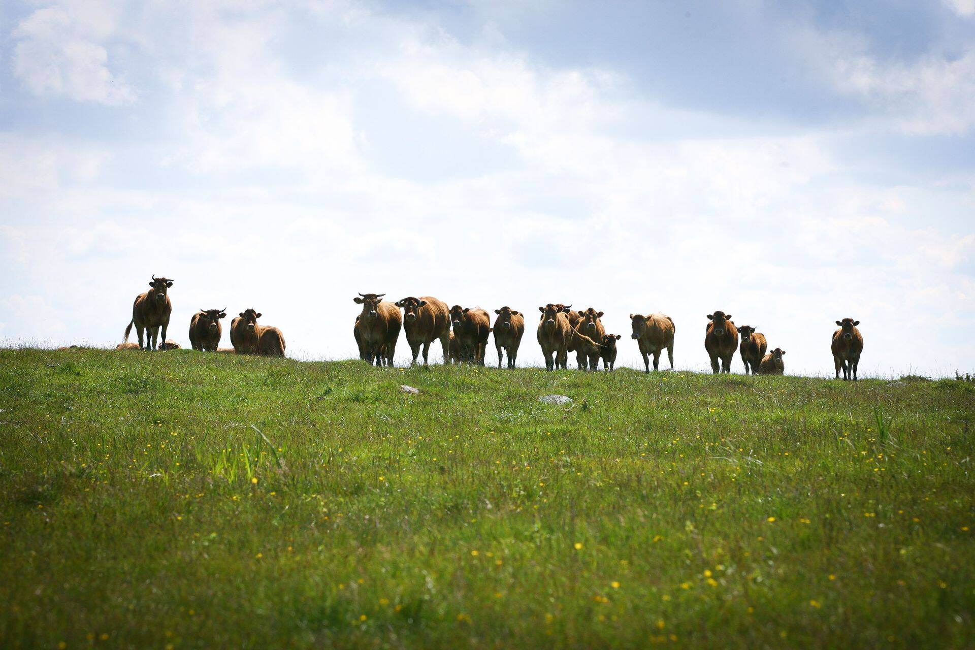 Loomakasvatus on haiguste ees täpselt nii kaitstud kui meie nõrgim lüli.