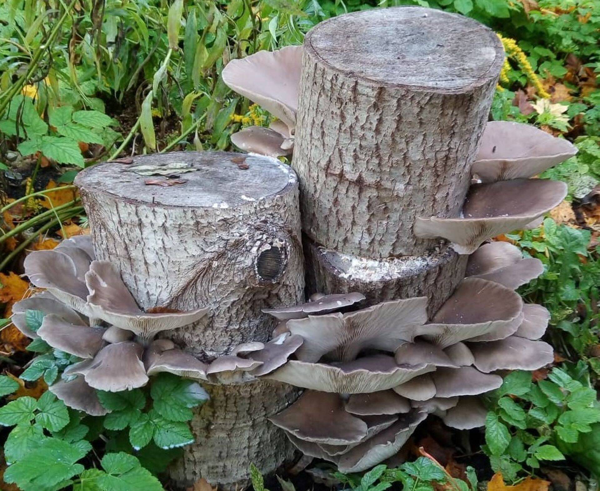 Põllumajandusuuringute Keskuse töötajad kasvatasid eelmisel aastal austerservikut oma koduaedades. Fotol Priit Penu seenepakk.