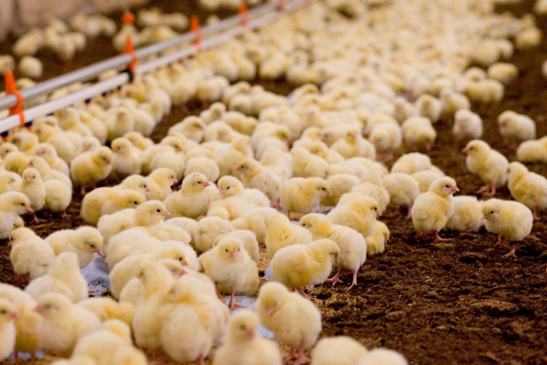 Saadikud kiitsid heaks reeglid loomataudidega võitluse tõhustamiseks