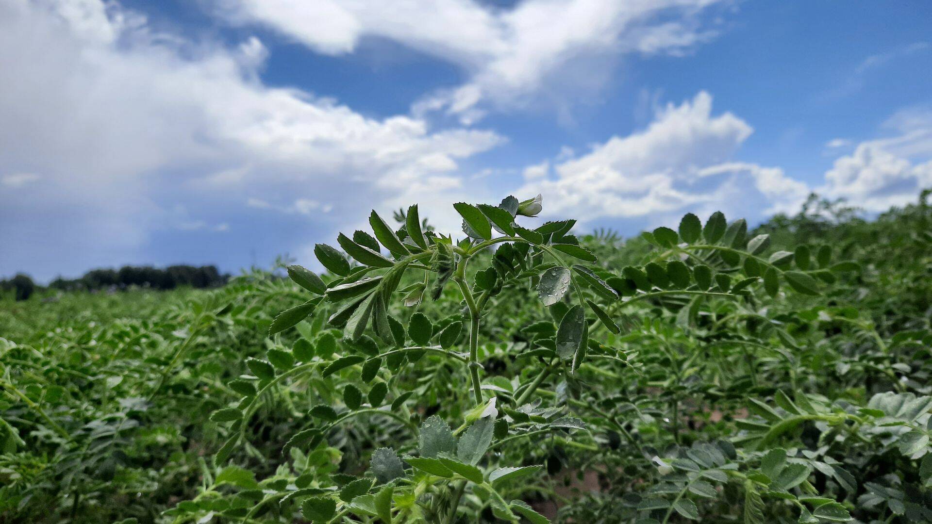Toetust saab küsida ka valgurikaste taimede kasvatamiseks.