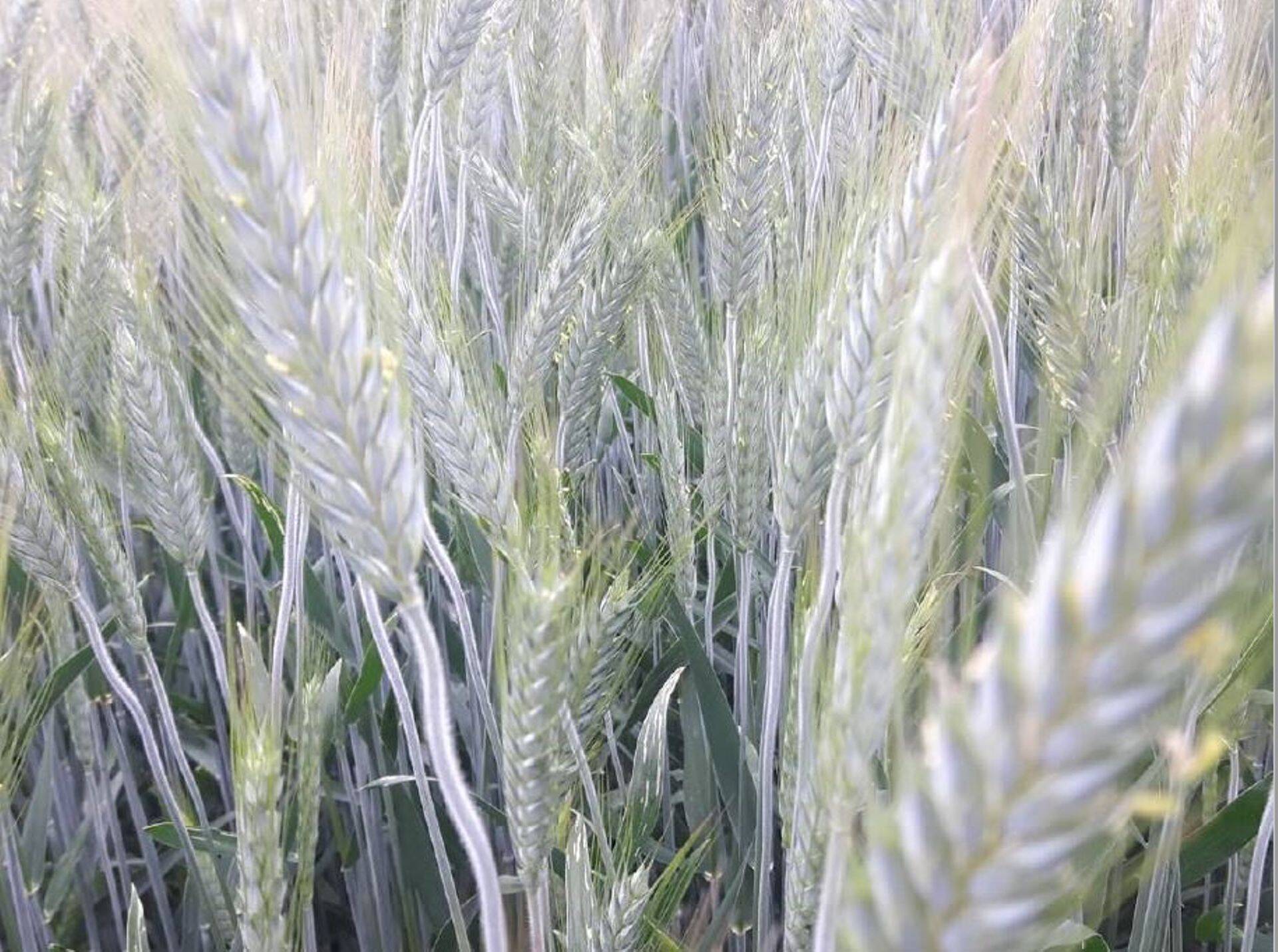 Tule põllupäevale!