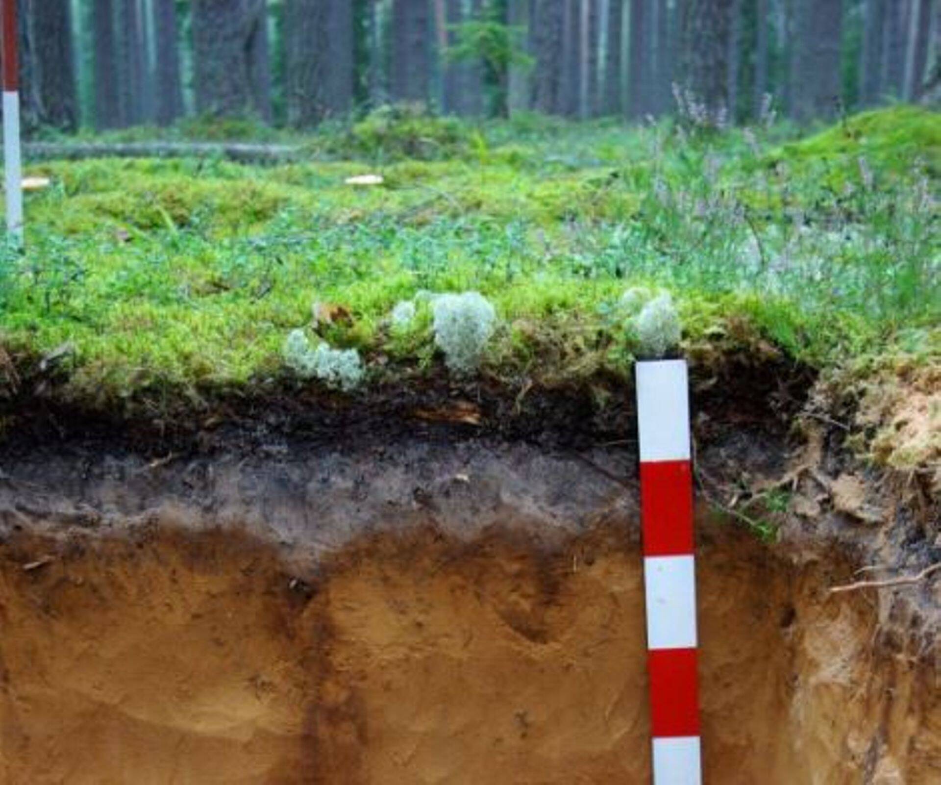 Aasta muld 2017 on leedemuld