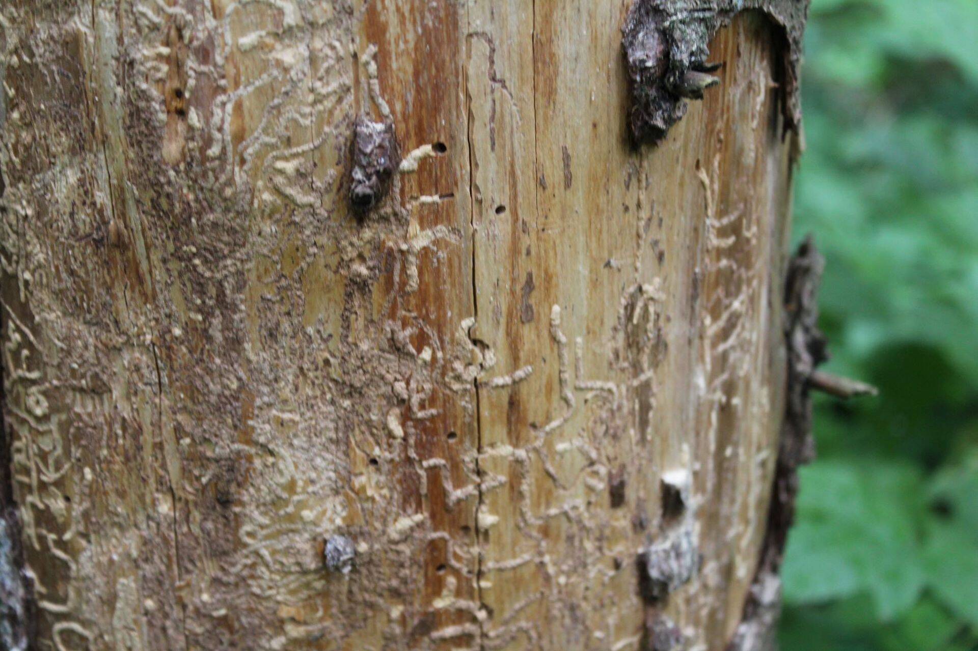 Kooreüraskid asustavad peamiselt kuusepuid.