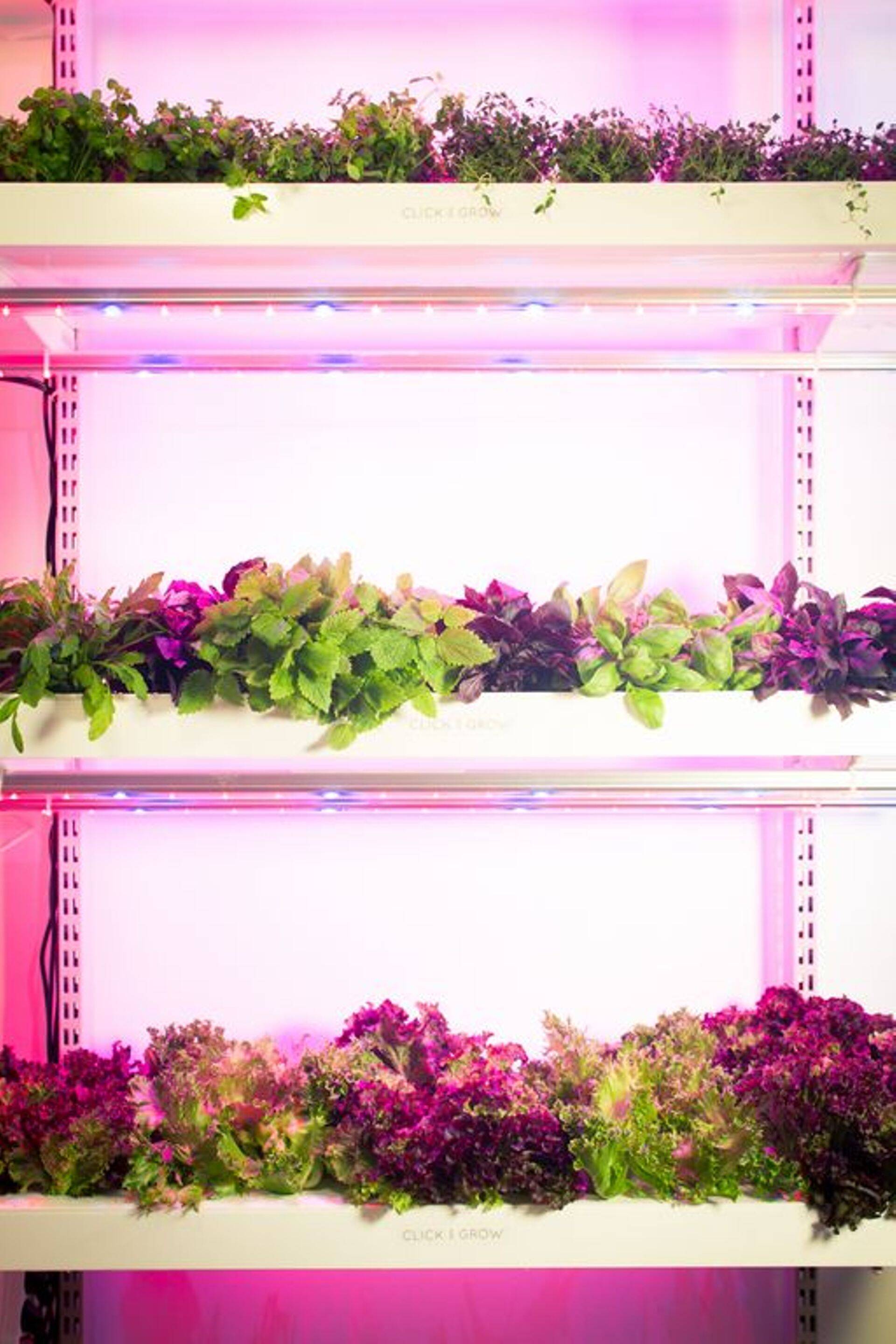 Click & Grow nutika linnafarmi prototüüp