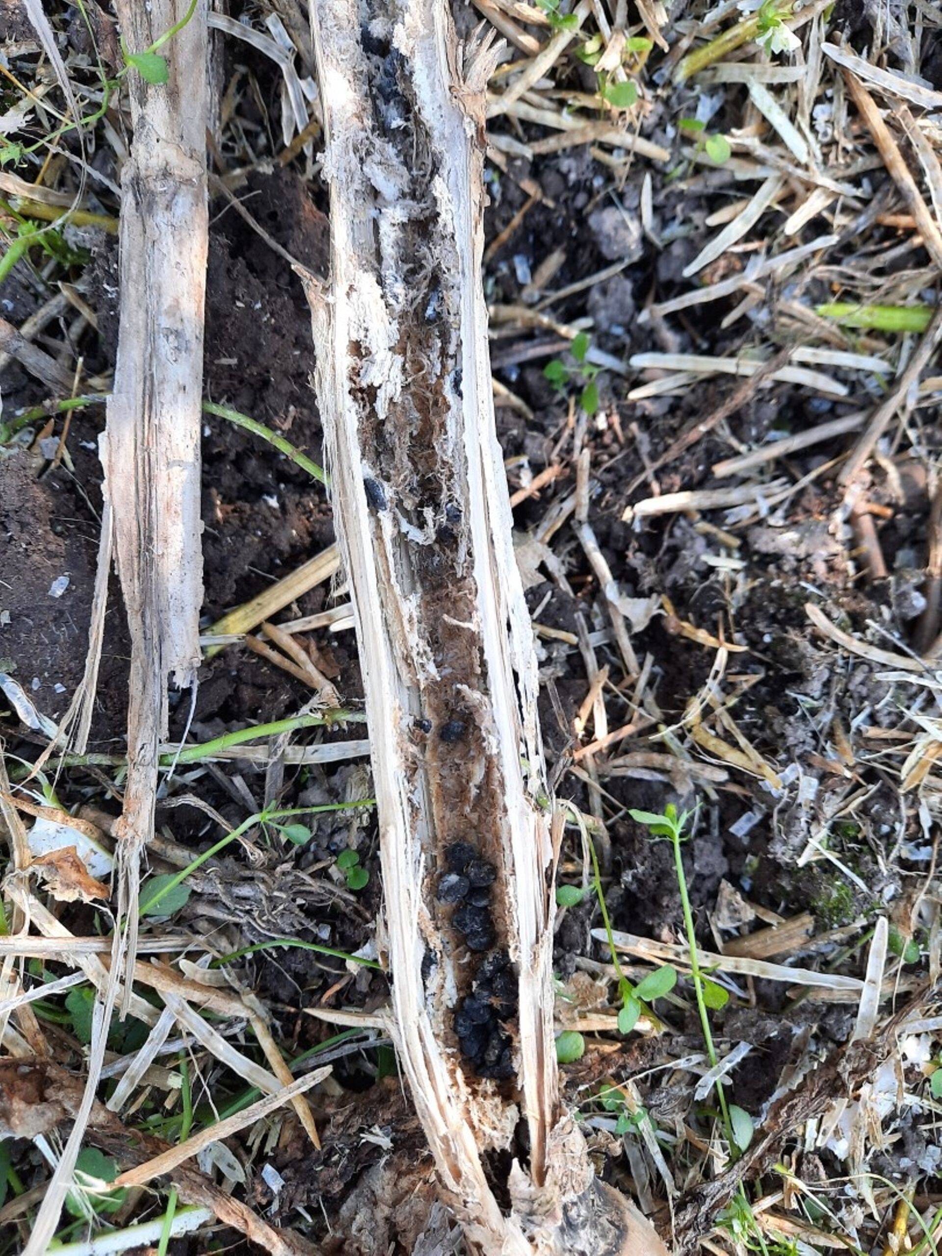 Valgemädaniku sklerootsiumid rapsi varres, 2020.a.