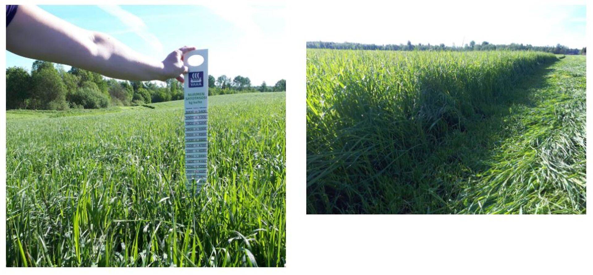 Hummuli Agro OÜ katsepõld, aasta 2019.