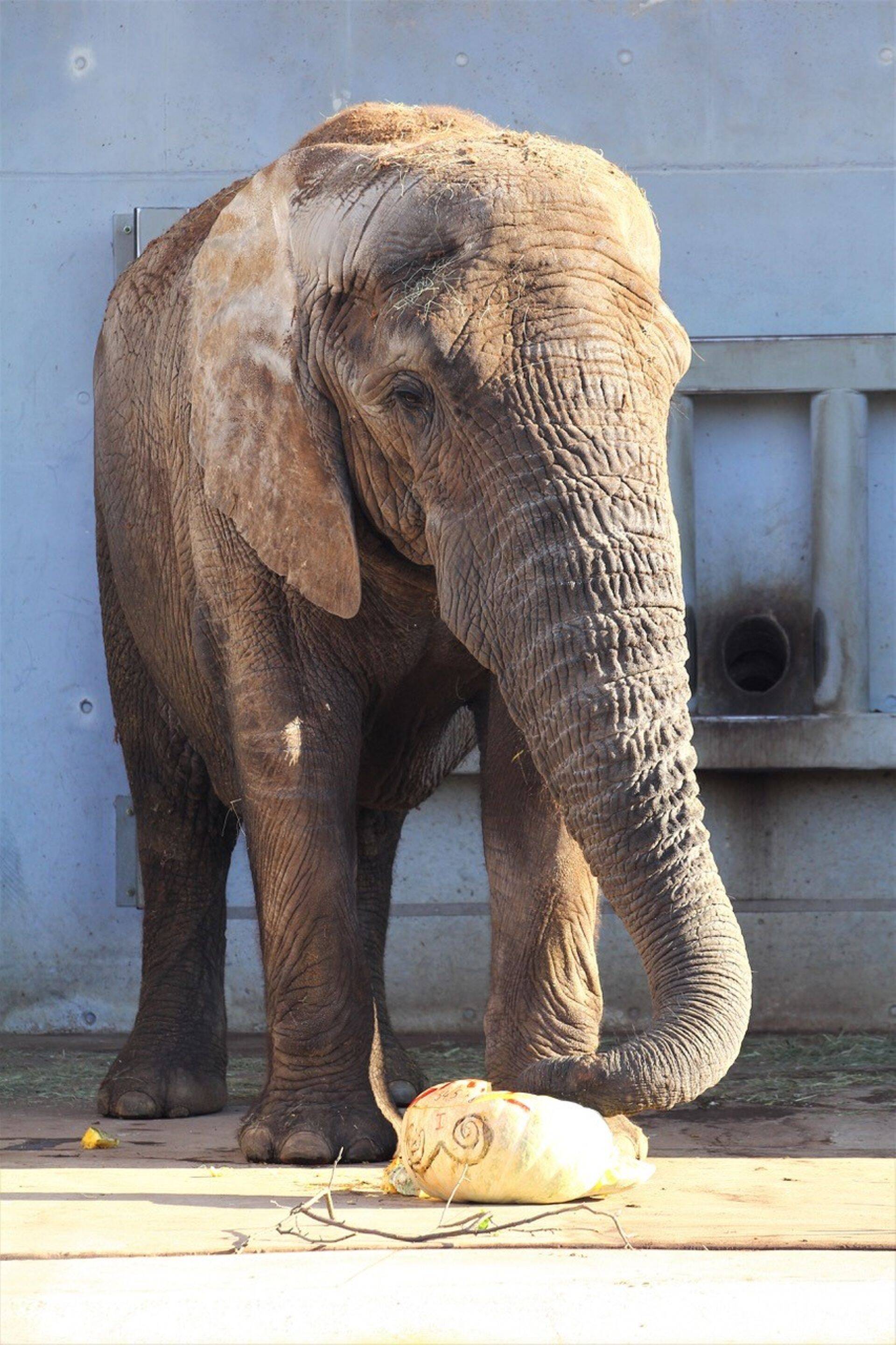 Aafrika elevant Carl kõrvitsaga maiustamas.