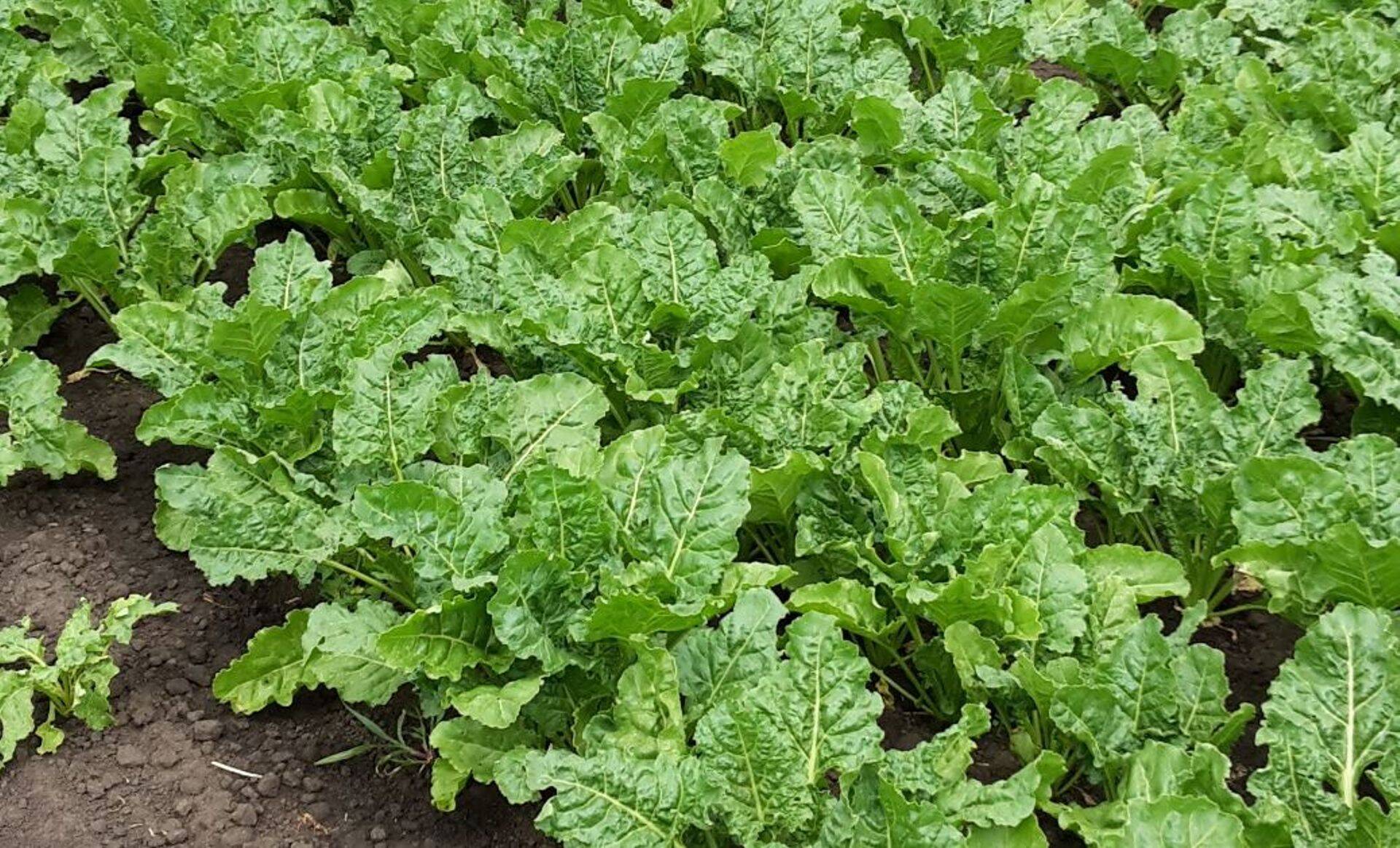 Suhkrupeedi hea saak Ukrainas on 80-100 t/ha, rekord 120 t/ha