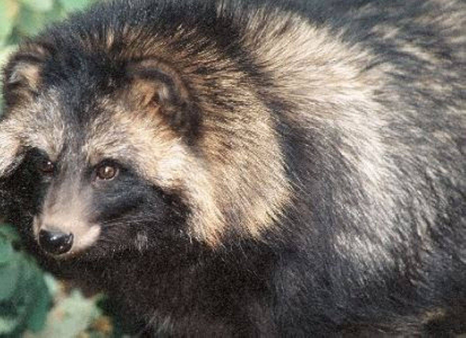 Algab metsloomade marutaudivaktsiini külvamine piirialadel