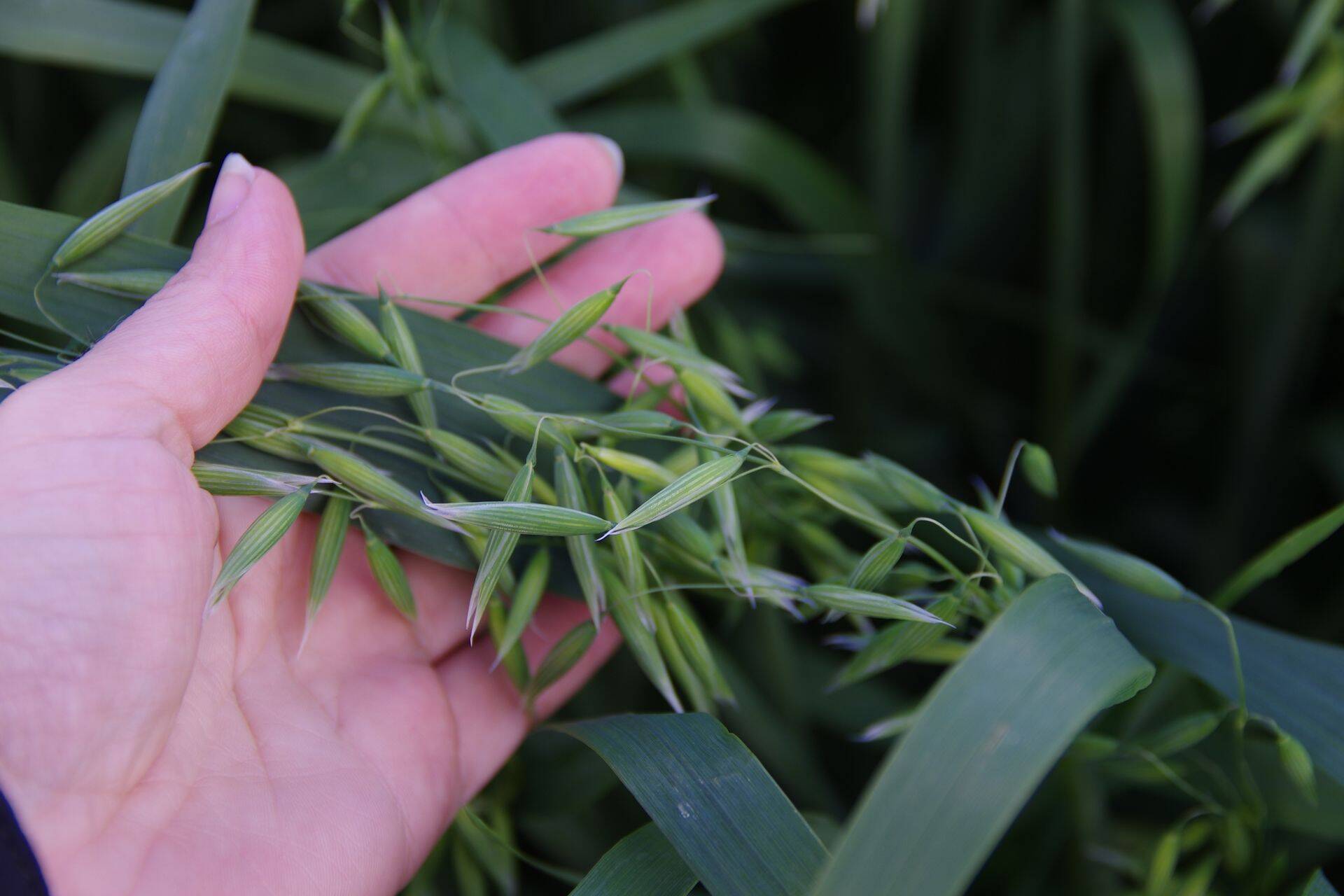 Põllupäev Oidermaa talus: Tänavune aasta on olnud kaera kasvatamiseks soodne