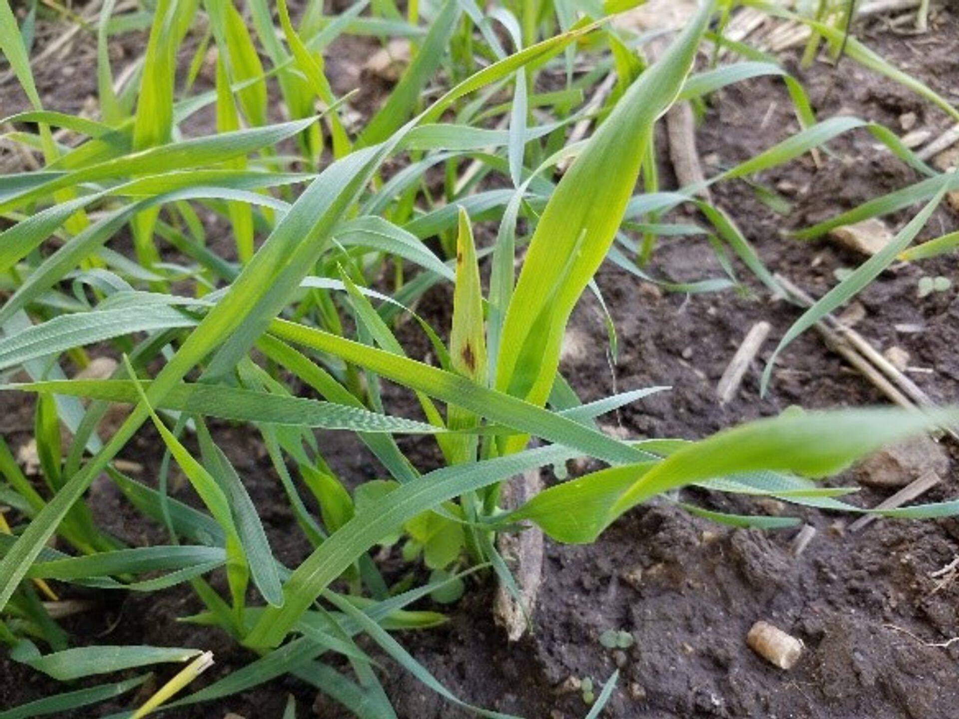 Pruunlaiksus taliodral.