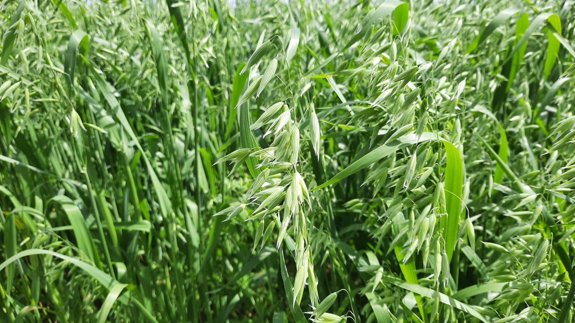 Fazer asus kaerast õli tootma.