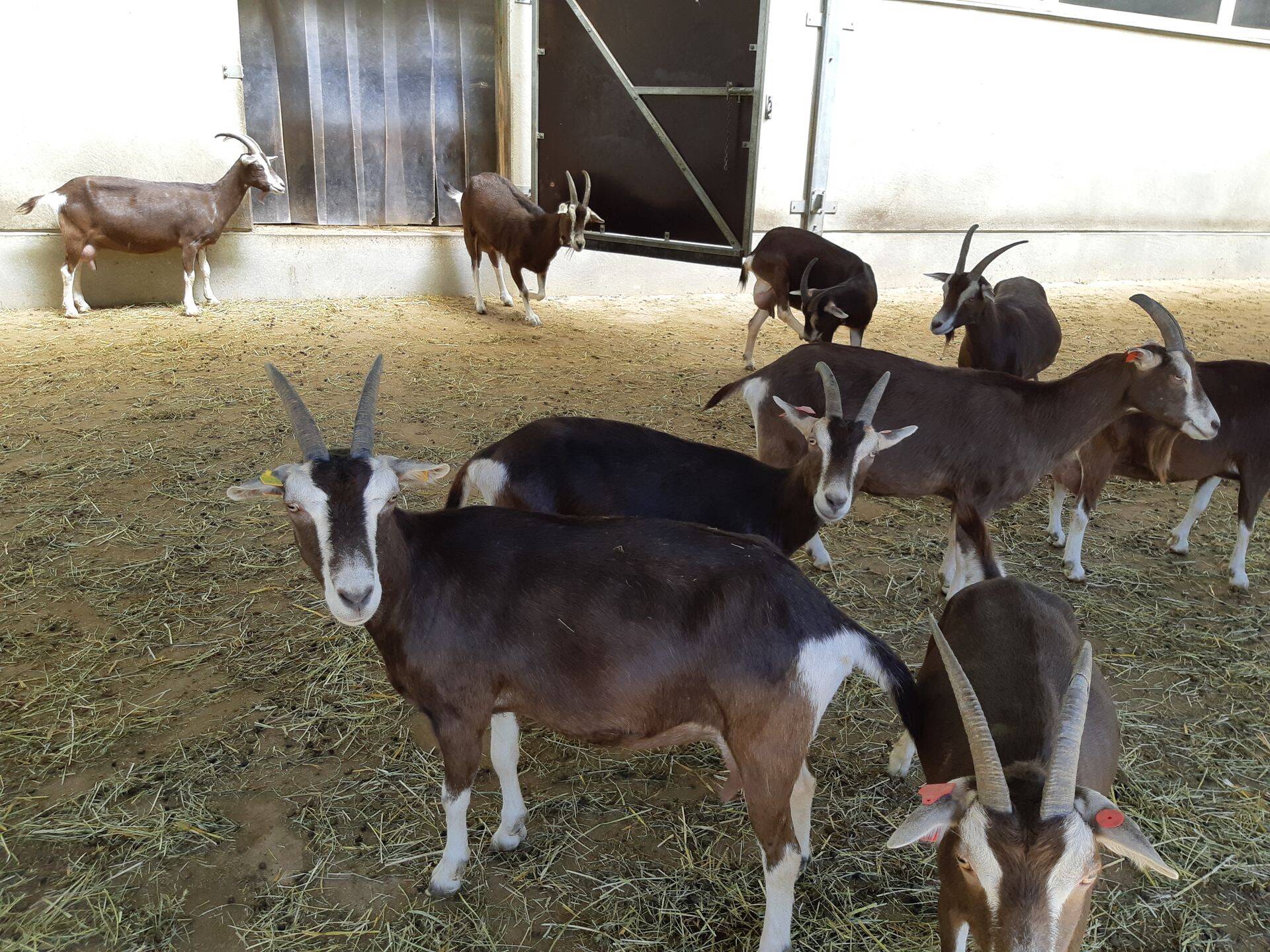 Andri-Peedo talu kitsefarm