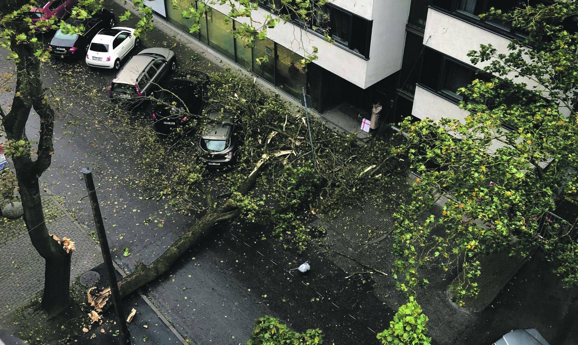 Murdunud puu tekitatud kahju.