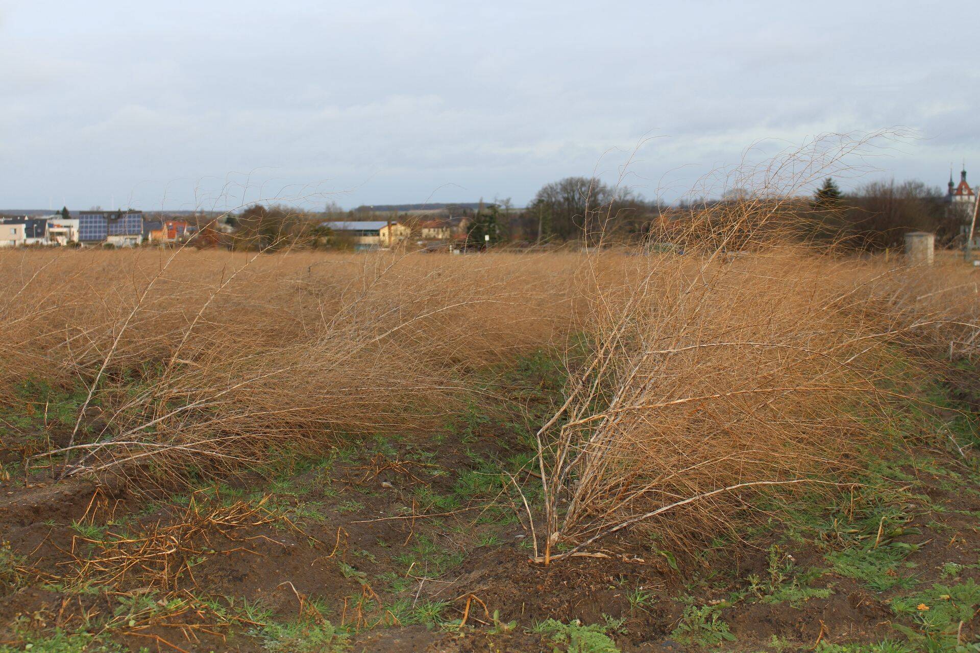 Sama spargipõld Baierimaal talve lõpul.