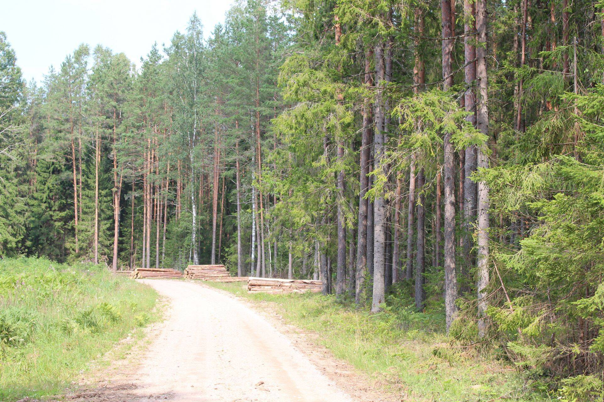 Riik suunab metsandusse 3,1 miljonit eurot