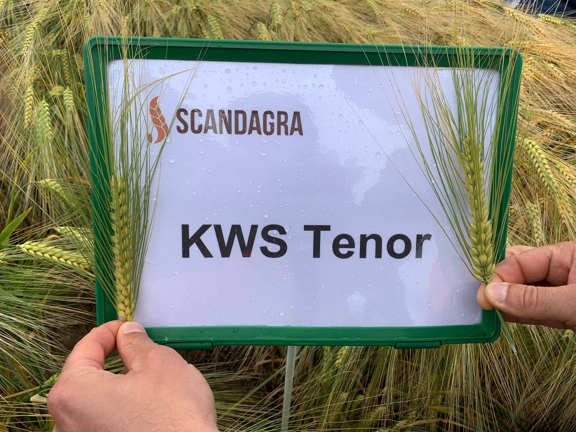 Talioder KWS Tenor