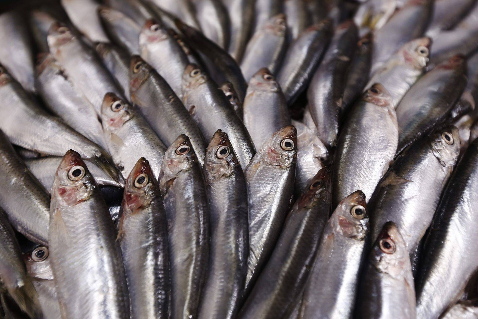 Briti ranniku lähedusest püütud räimest saab naabrite jaoks keelatud vili.