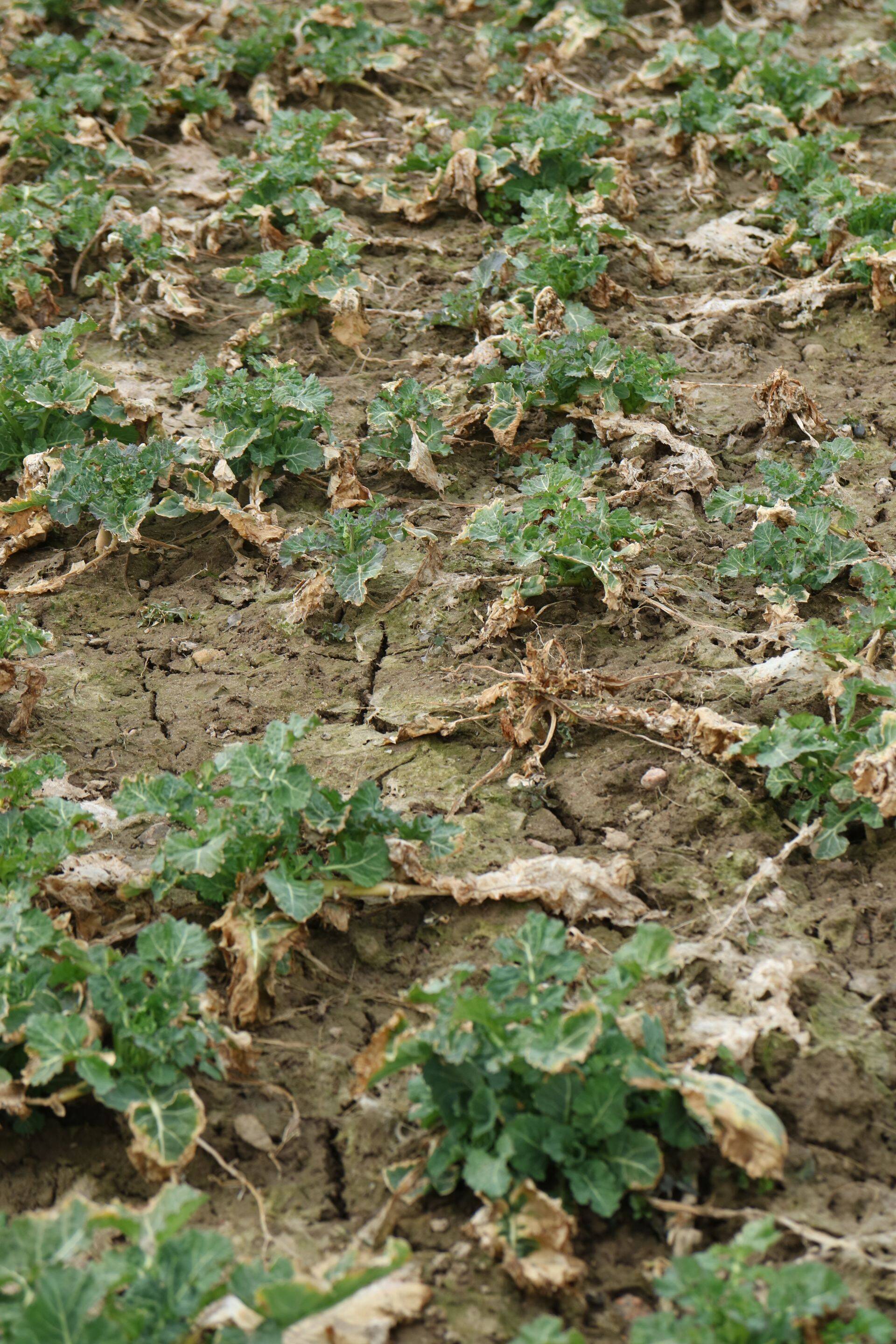 Taliraps Armstrong, kevad 2021.